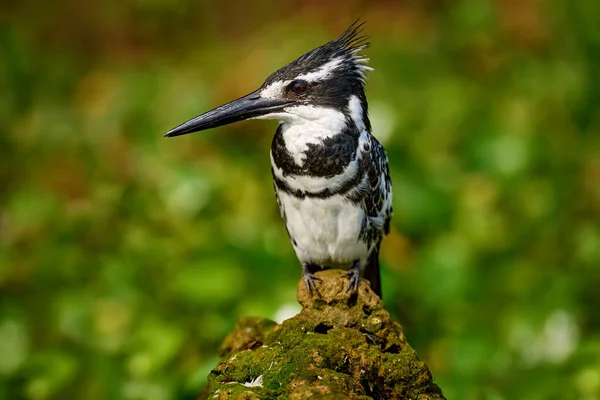 Kazinga Kanalı Ndaki Kingfisher Kraliçe Elizabeth Ulusal Parkı Uganda Pied — Stok fotoğraf