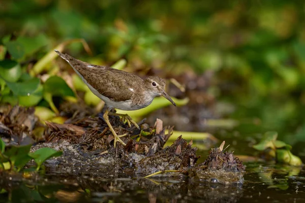 Sandpiper Comum Actitis Hypoleucos Pequeno Wader Paleártico Água Lago Com — Fotografia de Stock