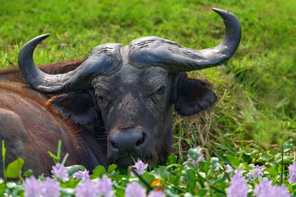 Buffalo Portrait Uganda Detail Bull Horny Head Savannah Uganda Wildlife — Stock Photo, Image