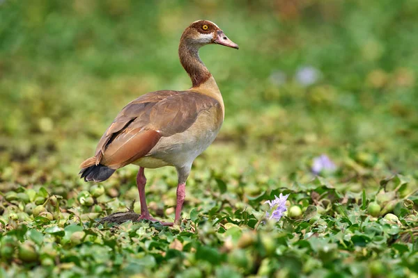 Oca Egiziana Alopochen Aegyptiaca Uccello Africano Con Becco Rosso Seduto — Foto Stock