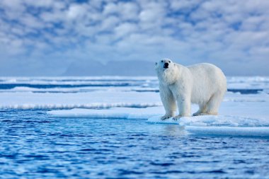 Kuzey Kutbu Kanada. Kar ve akşam mavisi gökyüzü ile kayan buz üzerinde kutup ayısı, Svalbard, Norveç.