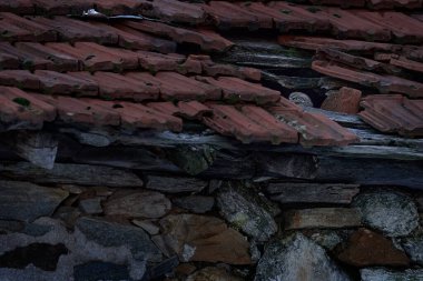 Küçük Baykuş, Athene Noctua, eski çatı kiremitlerindeki kuş. Bulgaristan 'ın sarı gözlü şehir yaban hayatı. Doğadan vahşi yaşam sahnesi. Kentsel yaşam alanındaki hayvan davranışları, gizli baykuş.