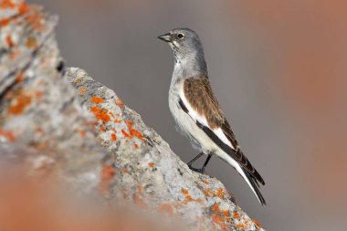 Beyaz kanatlı ispinoz, Montifringilla nivalis dağdan geçen küçük kuş, Alpler, İsviçre. Kar ispinozu, doğal ortamında, kayanın üzerinde turuncu yosun yosunuyla oturuyor. Avrupa vahşi yaşamı.