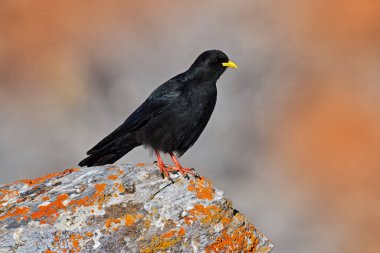 Alp, İsviçre Alpine Chough, Pyrrhocorax graculus, taşın üzerinde liken ile oturan siyah kuş. Dağ doğasındaki hayvan. Kırmızı bacaklı ve sarı gagalı Alpine Chough..