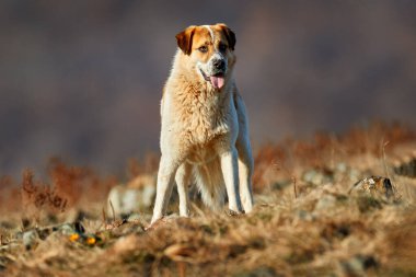 Balkan kökenli Kangal Köpeği, bir dağ hayvanı koruyucu köpeği olarak doğdu. Koyun leşi olan büyük bir köpek, kürklü kanlı bir iskelet. Rocky dağı, doğa habitatı, Madzarovo, Bulgaristan, Rhodopes.