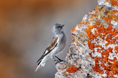 Beyaz kanatlı ispinoz, Montifringilla nivalis dağdan geçen küçük kuş, Alpler, İsviçre. Kar ispinozu, doğal ortamında, kayanın üzerinde turuncu yosun yosunuyla oturuyor. Avrupa vahşi yaşamı.