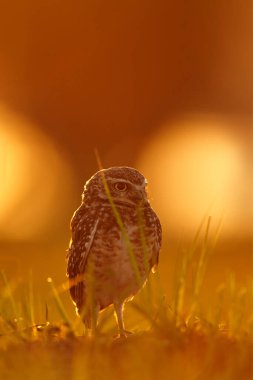 Brezilya yaban hayatı, baykuşla gün batımı. Yuva kazan baykuş, Athene cunicularia, güzel akşam güneşi ışığıyla gece kuşu, doğal yaşam alanındaki hayvan, Mato Grosso, Pantanal, Brezilya. Doğadan vahşi yaşam sahnesi.