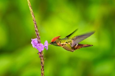 Tufted Coquette, Lophornis ornatus, turuncu armalı renkli sinekkuşu ve yeşil ve mor çiçekli habitat, Trinidad, Karayipler. Dünyanın en güzel kuşu.. 