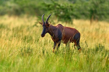 Topi antilobu, Damaliscus lunatus jimela, Ishasha, Kraliçe Elizabeth Ulusal Parkı, Afrika 'daki Uganda. Topi antilopları doğal ortamlarda, yeşil çimenler savanalarda. Vahşi yaşam Uganda. 