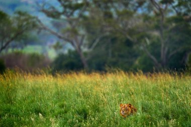 Çimlerde aslan, Afrika manzarası. Afrika tehlikeli hayvanı, Panthera Leo, Uganda Afrika 'yı ayrıntılarıyla anlattı. Doğal ortamdaki kedi. Vahşi aslan otlakta, güneşli bir akşam sıcak bir gün..