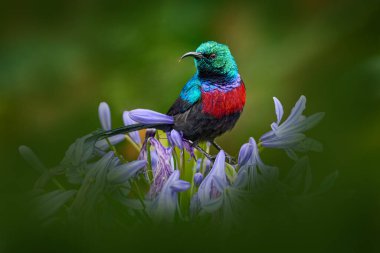 Dalda oturan Afrika güneş kuşu. Yeşil, sarı, kırmızı kuş doğal ortamında. Kırmızı çiçekte nadir bulunan siyah aykuşu. Mariqua Sunbird, Cinnyris mariquensis, yeşil bitkilerdeki kuş, Uganda. 