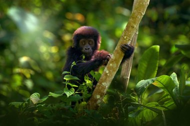 Goril bebek. Habitattaki genç goril, Uganda 'daki Bwindi NP. Afrika 'daki sevimli vahşi yaşam. Ormandaki dağ gorili, ağaca tırmanıyor, ormanda ışık saçıyor. Vahşi yaşam Uganda. 