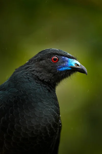 Guan Nero Chamaepetes Unicolor Ritratto Uccello Tropicale Scuro Con Becco — Foto Stock