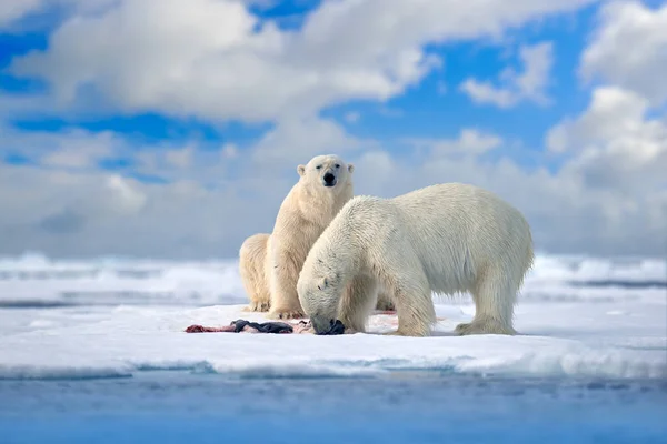 Polar Bear Drifting Ice Snow Feeding Killed Seal Skeleton Blood — Photo