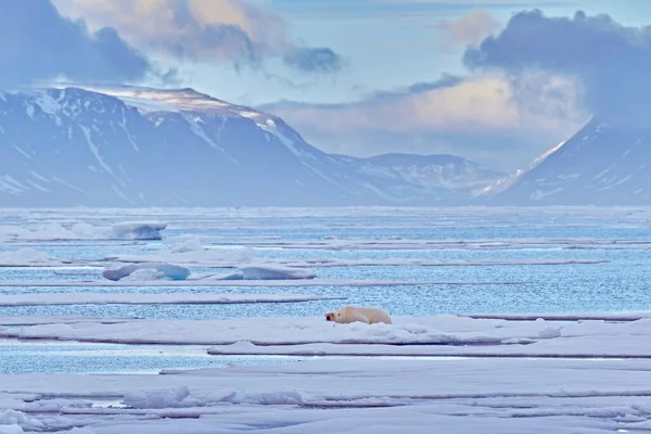 北极熊在蓝色的冰上 在加拿大马尼托巴省 忍受冰雪飘浮 自然界中的白色动物栖息地 在雪中玩耍的动物 北极野生动物 自然界中有趣的形象 — 图库照片