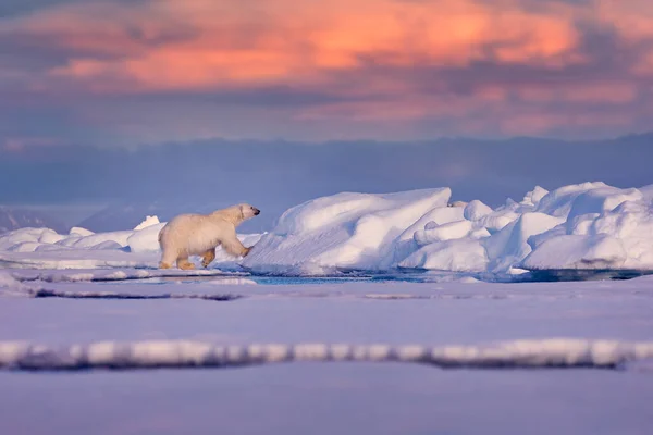 北極圏カナダ 雪と夕方のピンクの青空と漂流氷の上にホッキョクグマ スヴァールバル ノルウェー — ストック写真