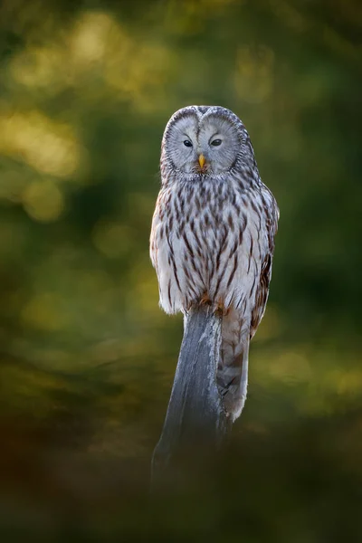 Bagoly Lucfenyő Erdő Élőhelyén Szlovákia Ural Bagoly Strix Uralensis Faágon — Stock Fotó