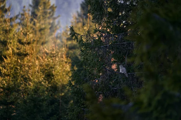 Uggla Livsmiljö Ural Owl Strix Uralensis Sitter Trädgren Gröna Löv — Stockfoto