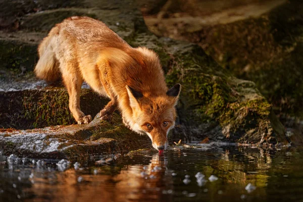 Fox Atardecer Luz Naranja Noche Abrigo Piel Naranja Animal Hábitat — Foto de Stock