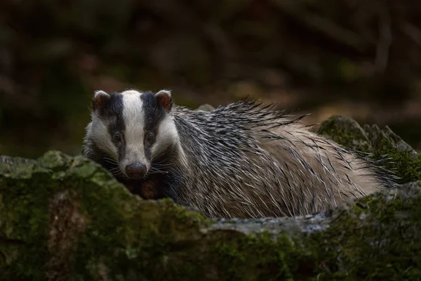 Kehidupan Liar Eropa Badger Hutan Tersembunyi Semak Semak Cranberry Kayu — Stok Foto