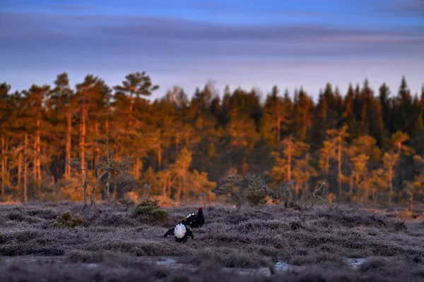 Zonsopgang Zonlicht Korhoen Lek Wild Finland Zwarte Korhoen Lyrurus Tetrix — Stockfoto