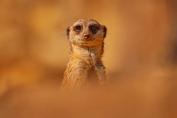 Meerkat Suricata Suricatta Retrato Arena Namibia Hermoso Animal Hábitat Natural — Foto de Stock