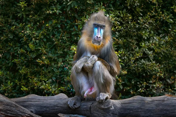 Mandrill Mandrillus Sphinx Сидячи Гілці Дерев Темному Тропічному Лісництві Детальний — стокове фото