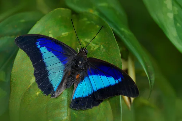 Blauwe Vlinder Prepona Laertes Schaduwblauwe Bladvleugel Zittend Het Groene Verlof — Stockfoto