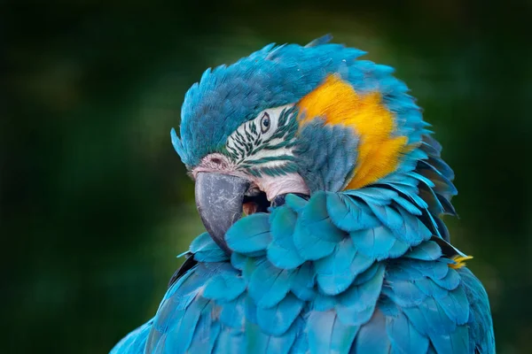 Niebieska Papuga Boliwijska Przyroda Ara Glaucogularis Znana Również Jako Caninde — Zdjęcie stockowe