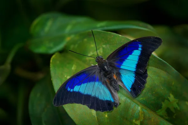 Prepona Laertes Doğal Ortamdaki Koyu Mavi Yapraklı Siyah Mavi Kelebek — Stok fotoğraf