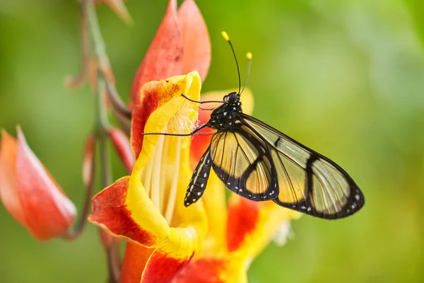 Methona Confusa Giant Glasswing Fjäril Sitter Den Gröna Ledigheten Naturmiljön — Stockfoto