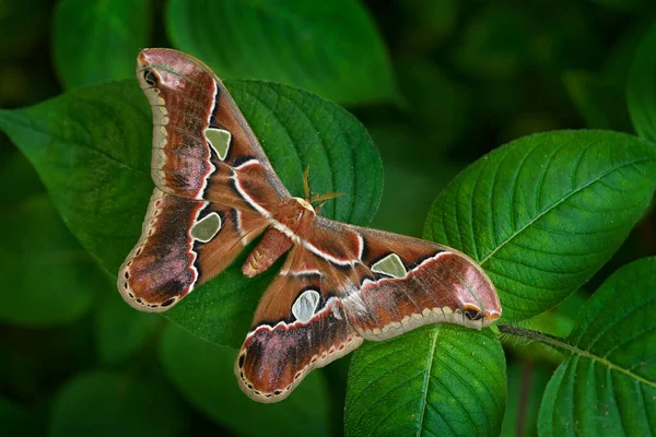 Rothschildia Lebeau 来自热带山地森林的飞蛾蝴蝶 在墨西哥尤卡坦的夜晚 美丽的蝴蝶 类似的阿塔克斯地图集 坐在树叶绿色的栖息地上 自然栖息地中的昆虫 — 图库照片