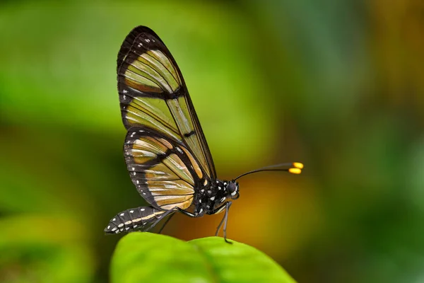 杜松子花 巨型玻璃窗 蝴蝶栖息在绿叶上的自然栖息地 厄瓜多尔 透明的玻璃蝴蝶 野生动植物 南美洲 — 图库照片