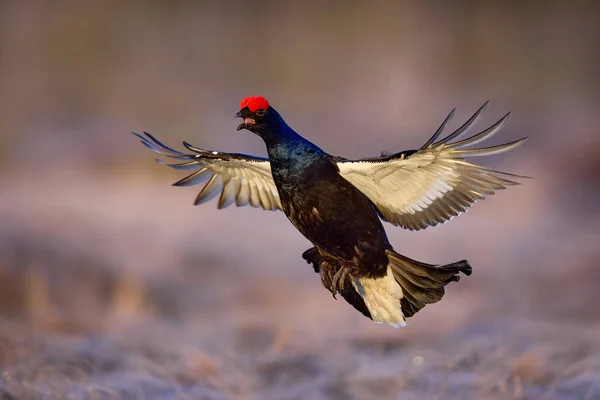 Zwarte Korhoenders Vliegen Koude Ochtend Leuke Vogel Korhoen Tetrao Tetrix — Stockfoto