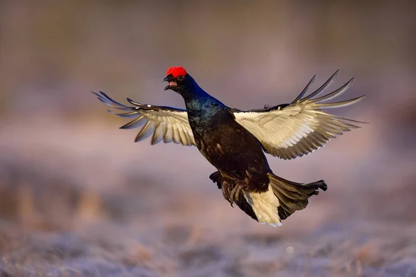 Gallo Cedrone Nero Vola Mattina Fredda Bel Gallo Grouse Tetrao — Foto Stock