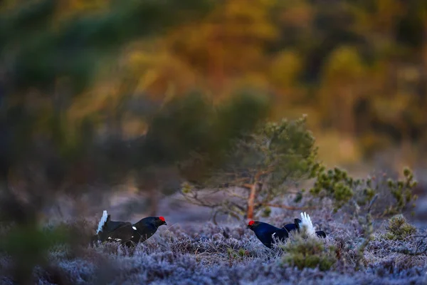 黑色的松鸡在寒冷的早晨飞 美丽的鸟群 Tetrao Tetrix 芬兰沼泽地 春天是大自然的交配季节 来自北欧的野生动物场景 有红色的冠冕 — 图库照片