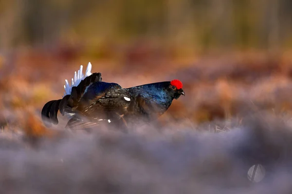 Black Grouse Lyrurus Tetrix Lekking Nice Black Bird Red Cap — Stockfoto