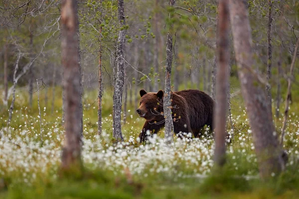 Summer Wildlife Bear Standing Sit Its Hind Legs Somerr Forest — 스톡 사진