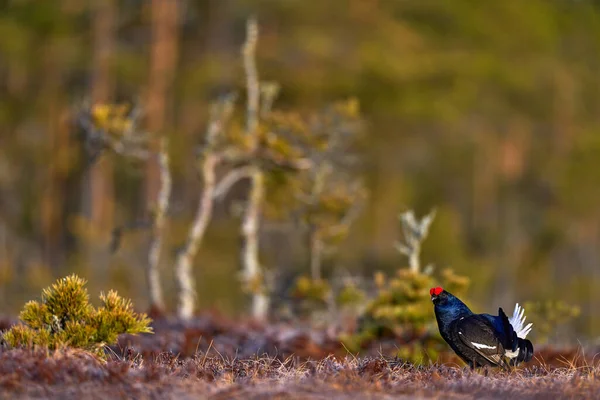 Zwarte Korhoen Lyrurus Tetrix Lekkende Mooie Zwarte Vogel Met Rode — Stockfoto