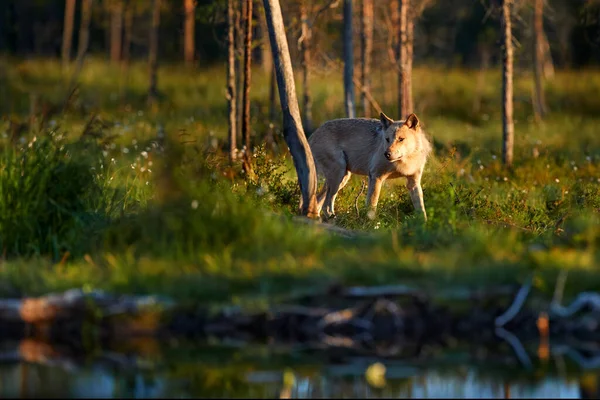 Coucher Soleil Sur Wolf Loup Dans Habitat Naturel Animal Sauvage — Photo