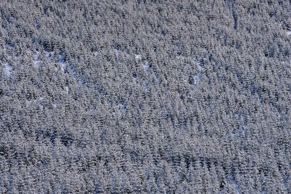 冬季森林景观 山上有云杉树和雪 捷克共和国的Krkonose山 日出前的蓝色晨光 冬季的云杉林 — 图库照片