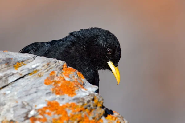 Pássaro Alp Suíça Alpine Chough Pyrrhocorax Graculus Pássaro Preto Sentado — Fotografia de Stock