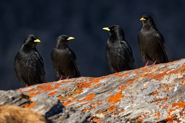 Pták Alpách Švýcarsko Alpine Chough Pyrhocorax Graculus Černý Pták Sedící — Stock fotografie
