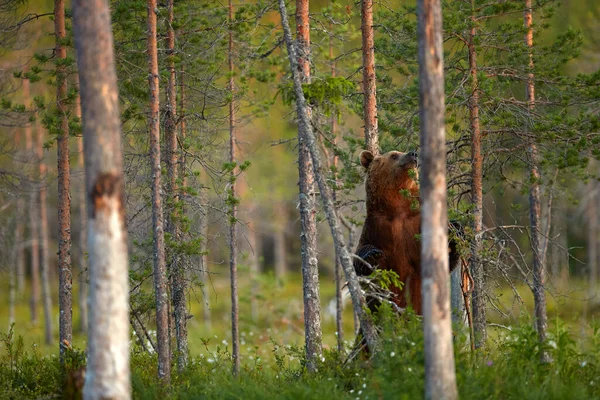 Summer Wildlife Brown Bear Dangerous Animal Nature Forest Meadow Habitat — стоковое фото