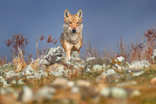 Wolf Canis Lupus Wilde Natur Ostrhodopen Bulgarien Euroe Portrait Des — Stockfoto