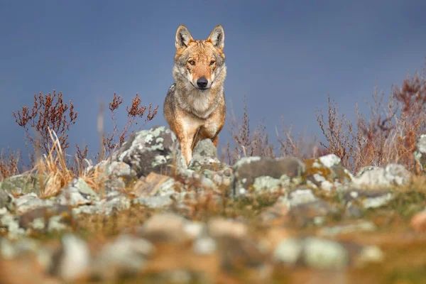 Wolf Canis Lupus Vild Natur Östra Rhodopes Berg Bulgarien Euroe — Stockfoto