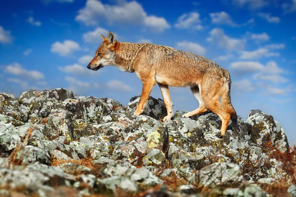 Wolf Canis Lupus Wild Nature Eastern Rhodopes Mountain Bulgaria Euroe — Foto de Stock