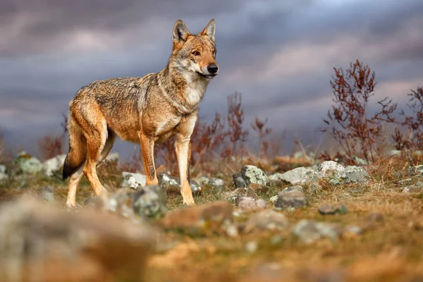 Wolf Canis Lupus Wilde Natuur Oost Rhodopes Berg Bulgarije Euroe — Stockfoto