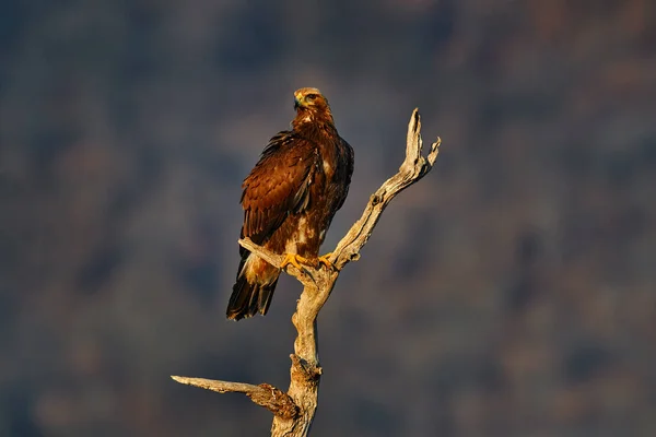 Eastern Rhodopes rock with eagle on tree trunk.   Big bird of prey golden eagle with large wingspan, photo with snowflakes during winter, stone mountain, Rhodope Mountains, Bulgaria wildlife.