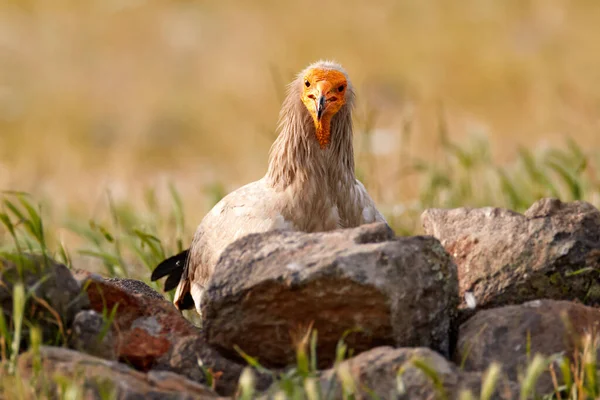 Avvoltoio Egiziano Neophron Percnopterus Grande Rapace Seduto Sulla Pietra Nell — Foto Stock